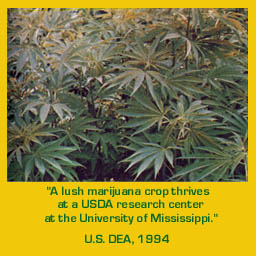 USDA Marijuana Research Farm