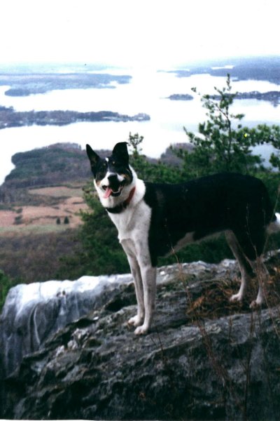 my hiking partner Aurora